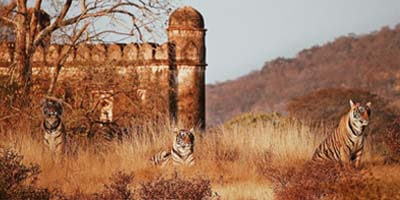 ranthambore-national-park