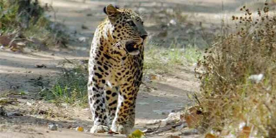 bhainsrodgarh-wildlife-sanctuary