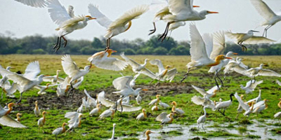 bharatpur-bird-sanctuary