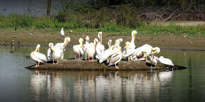 gatolav-bird-habitat
