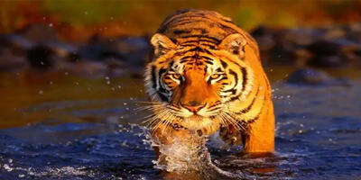 sariska-tiger-reserve