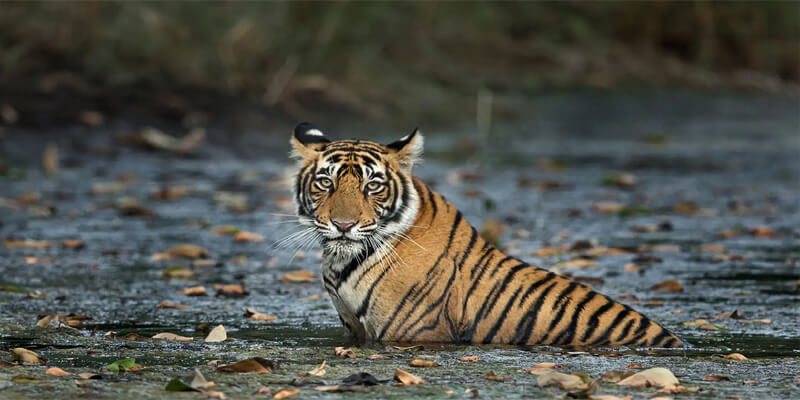 ranthambore-sightseeing