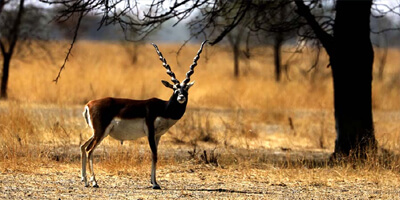 tal-chappar-sanctuary